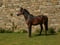 Horse ad
