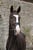 Horse ad