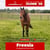 Horse ad