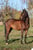 Horse ad