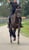 Horse ad