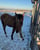 Horse ad