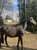 Horse ad
