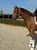 Horse ad