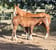 Anuncio de caballos