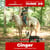 Annuncio cavallo