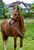 Anuncio de caballos