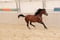 Horse ad
