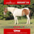 Paardadvertentie