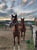 Horse ad