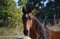 Horse ad