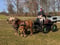 Annuncio cavallo