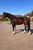 Horse ad