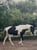Horse ad