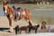 Horse ad