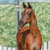 Horse ad