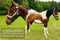 Horse ad