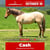 Annuncio cavallo