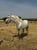 Horse ad