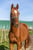 Pferdeinserat