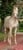 Horse ad