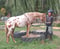 Annuncio cavallo