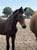 Annonce cheval