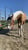 Horse ad