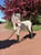 Annuncio cavallo
