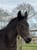 Annonce cheval