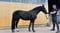 Annuncio cavallo