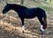 Horse ad