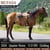 Anuncio de caballos