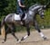 Annuncio cavallo