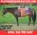 Horse ad