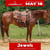 Horse ad