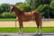 Horse ad