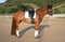 Annuncio cavallo