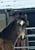 Horse ad