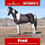 Paardadvertentie