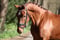Annuncio cavallo