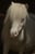 Annuncio cavallo