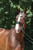 Horse ad