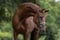 Annuncio cavallo