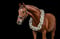 Horse ad