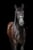 Horse ad