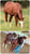 Horse ad