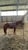 Annuncio cavallo