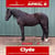 Annuncio cavallo