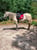 Annonce cheval